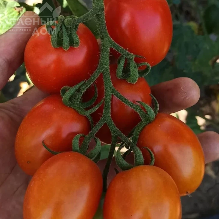 Саморі F1 / Samori F1, 65-70 днів фото 2