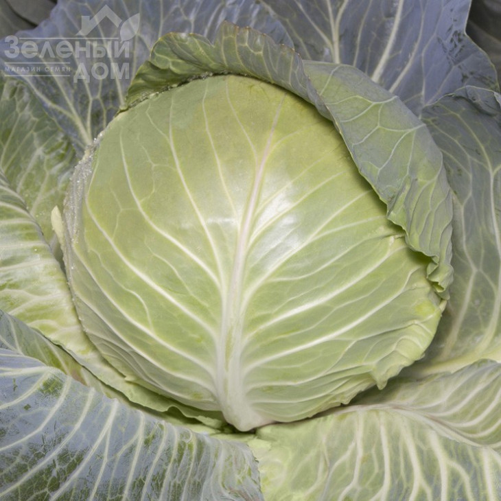 КС 29 F1 / KS 29 F1,65-75 днів фото 1