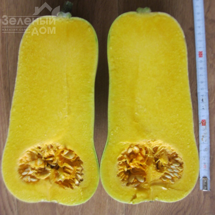 Сібель F1 / Sibel F1,100-110 днів фото 2