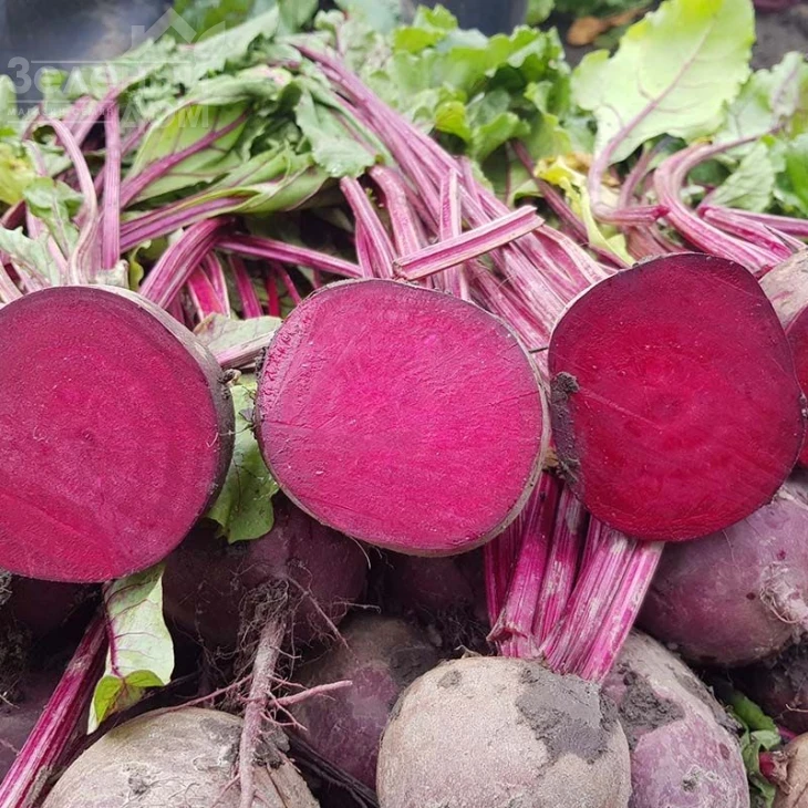 Скарлет F1 / Scarlet F1,110 дней фото 1