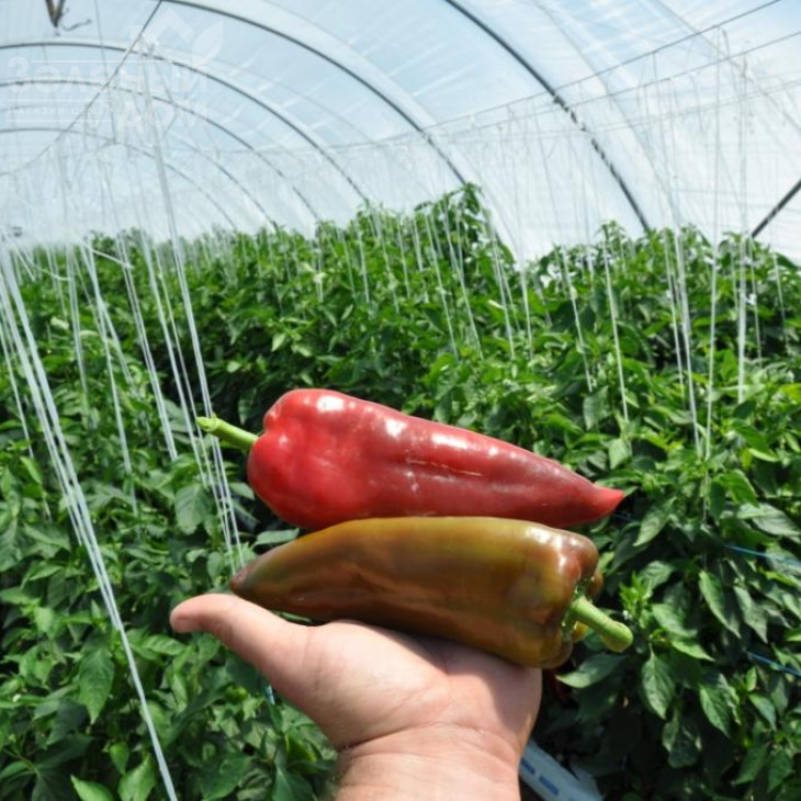 Супер Кап F1 / Super Cаp F1, 60-65 днів фото 4