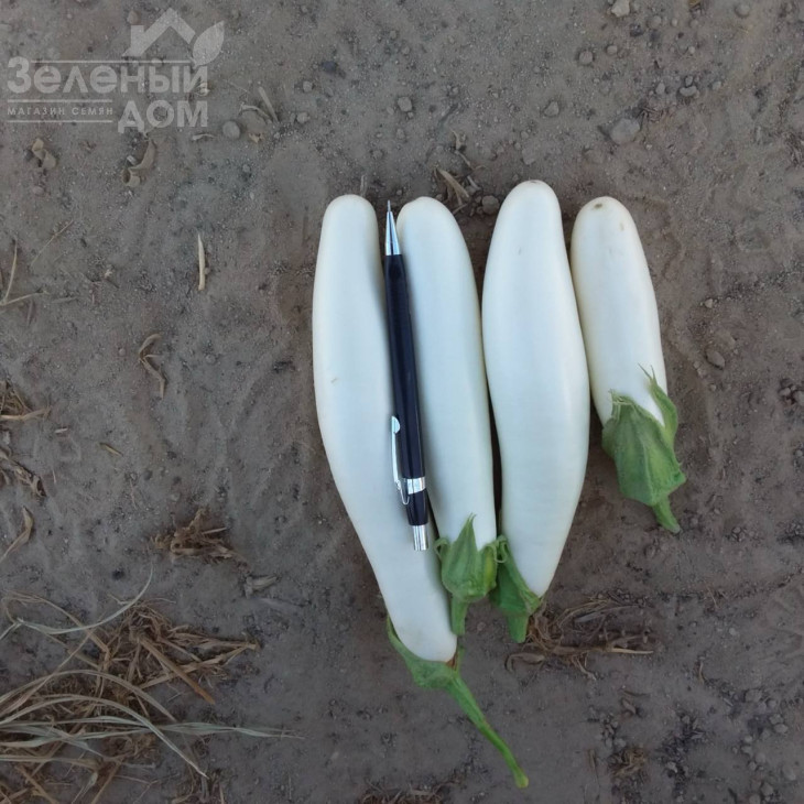 Вайтмен F1 (INX 1644) / Whiteman F1 (INX1644) фото 3