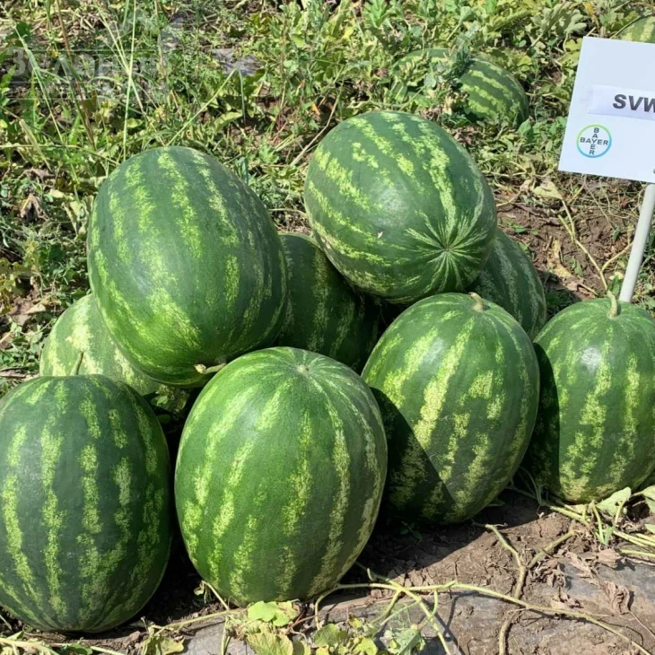 Грин Джар F1 / Green Jar F1, 60-65 дней фото 1