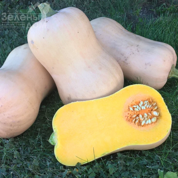 Ханна F1 / Hannah F1,110-115 дней фото 1