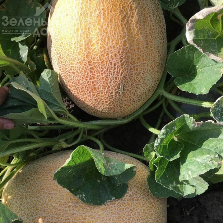 Милан F1 / Milan F1,67-70 дней фото 1