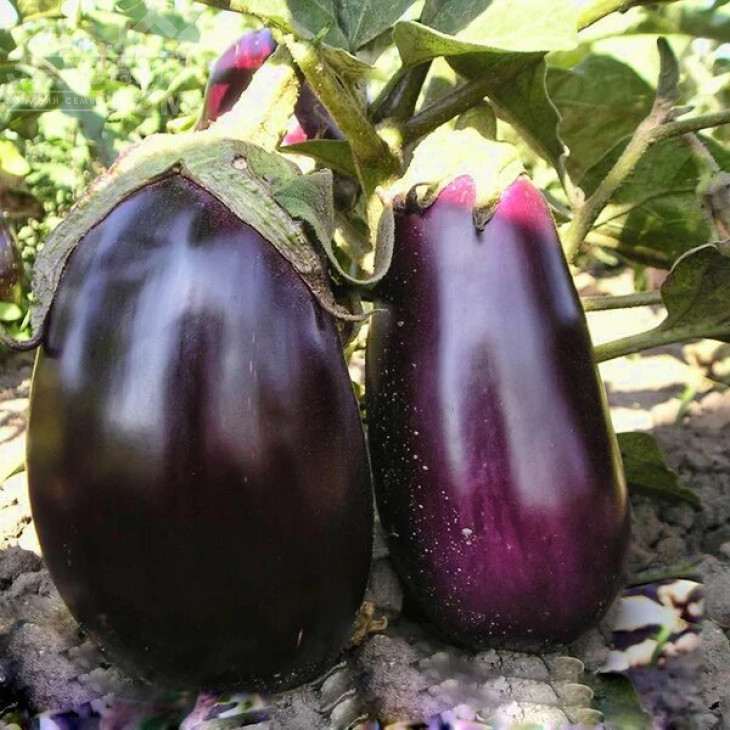 Сандра F1 / Sandra F1,80-95 днів фото 1