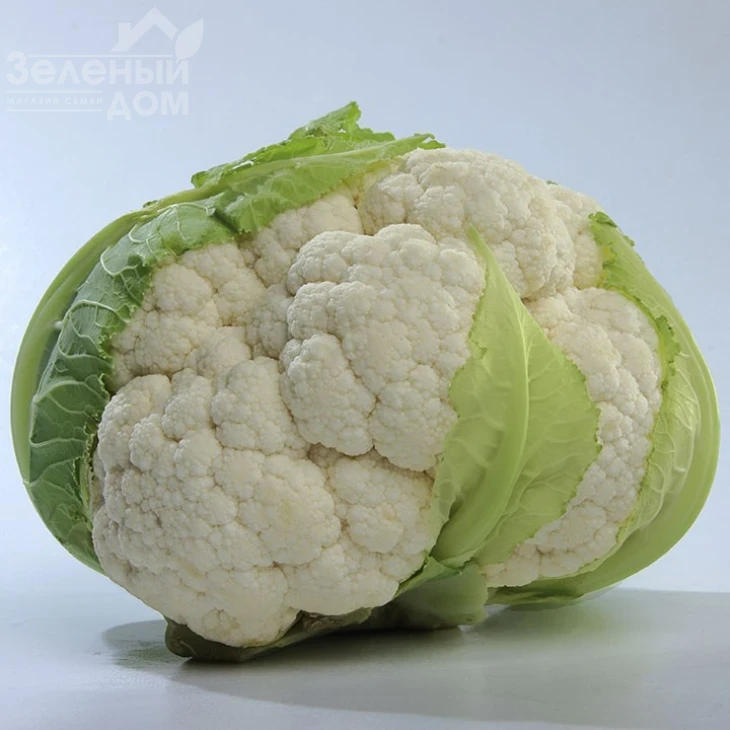 Мисора F1 / Misora F1,80-85 дней фото 1