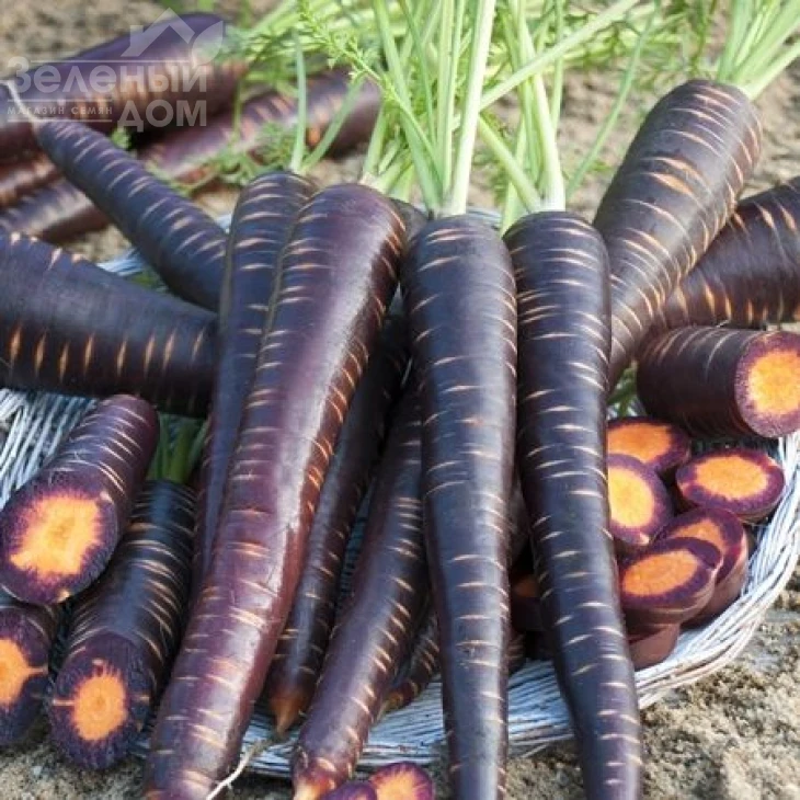 Перпл Элит F1 / Purple Elit F1 фото 1