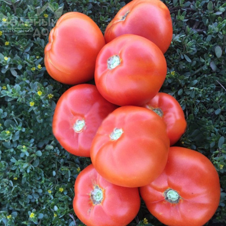 1801 F1 / 1801 F1,100-105 днів фото 1