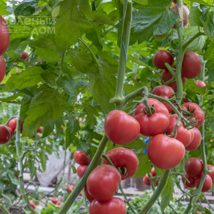 Естет F1 / Estet F1 фото 1