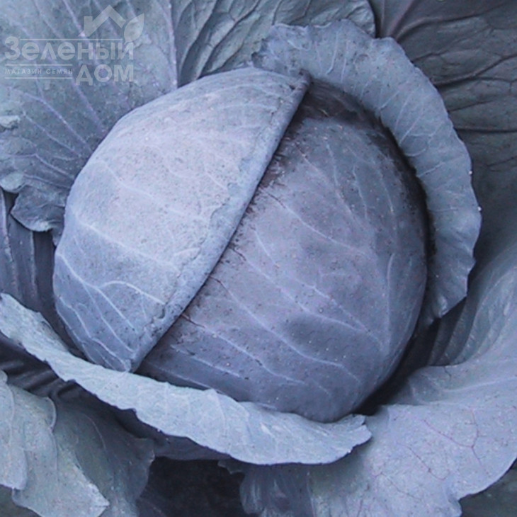 Ранчеро F1 / Ranchero F1,92 дні фото 2