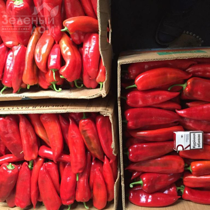 Супер Кап F1 / Super Cаp F1, 60-65 днів фото 5