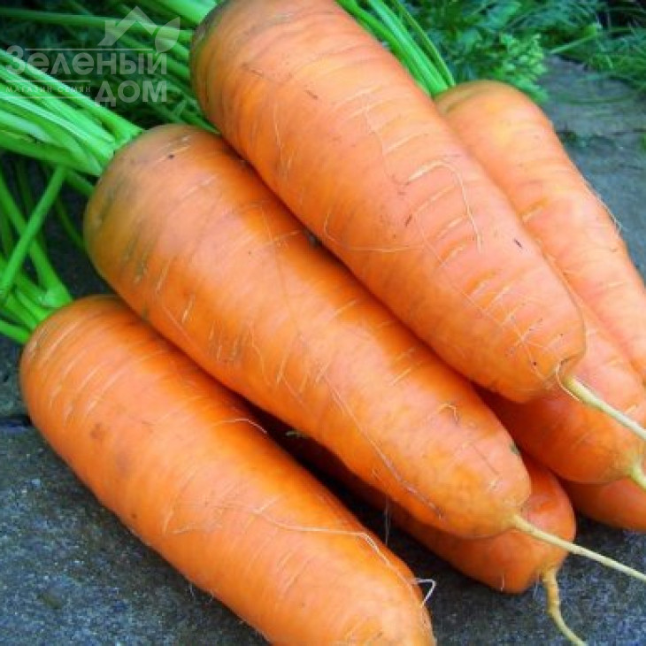 Шантане 2-Комет / Shantane 2-Comet,100-110 днів фото 1