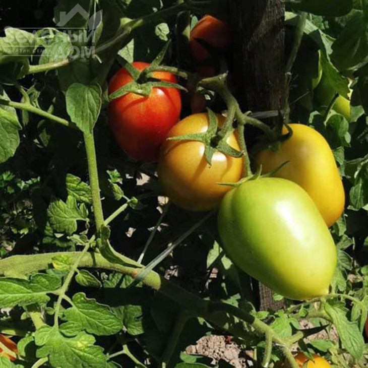 Сімон (INX 3001) F1 / Simon (INX 3001) F1,120 днів фото 2