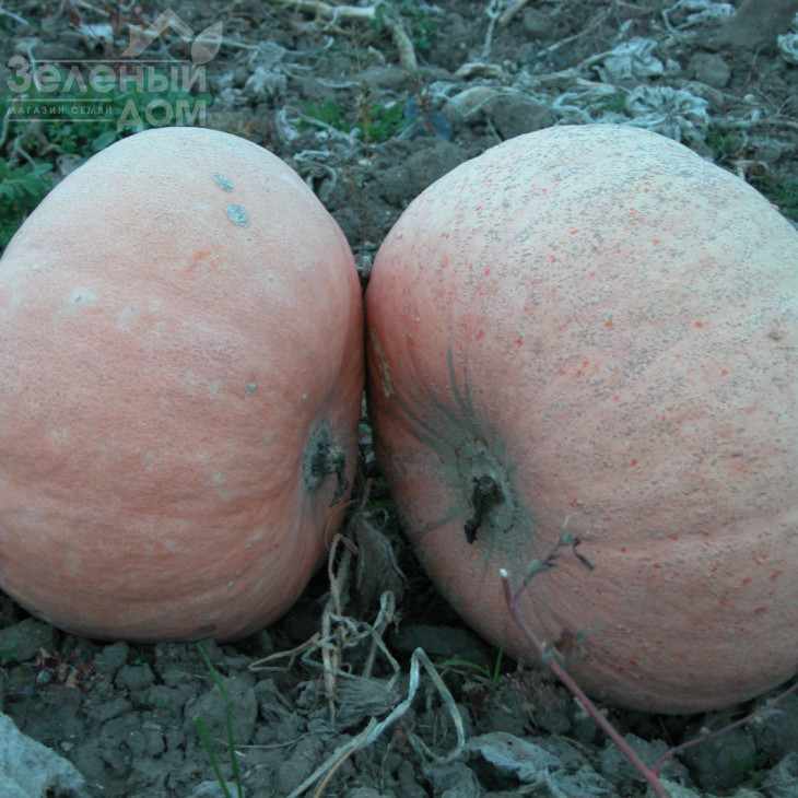 Велтруска Обровська / Veltruska Obrovskaya фото 1