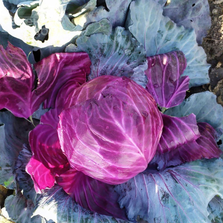 Ред Клас F1 / Red Klass F1,80-85 днів фото 3