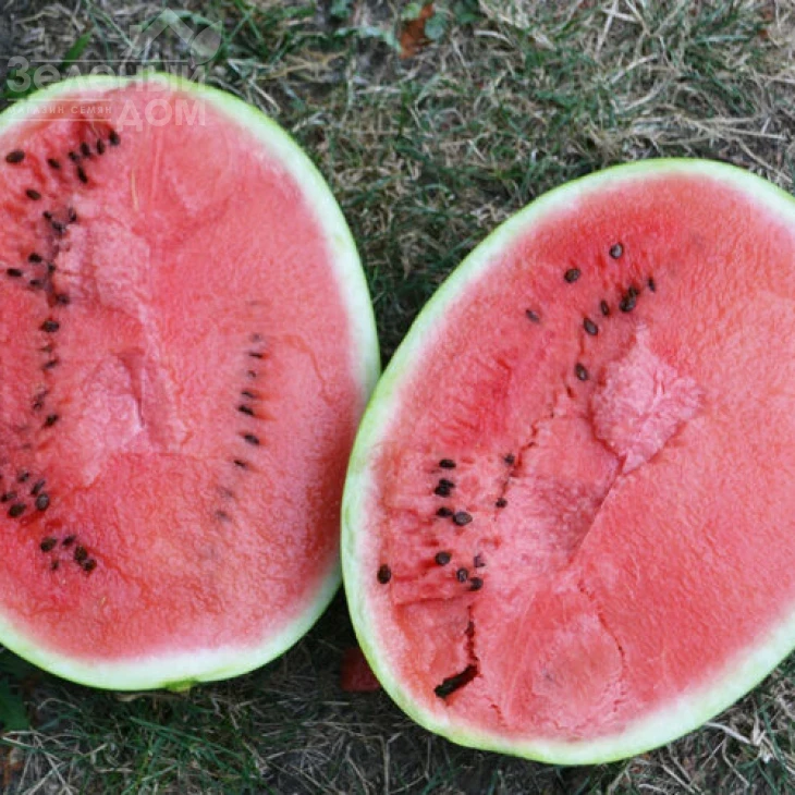 Бьютифул F1 / Beautiful F1, 70 дней фото 1