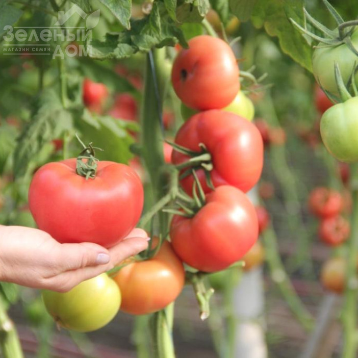 Пінкі Фавор F1 / Pinky Favor F1 фото 2