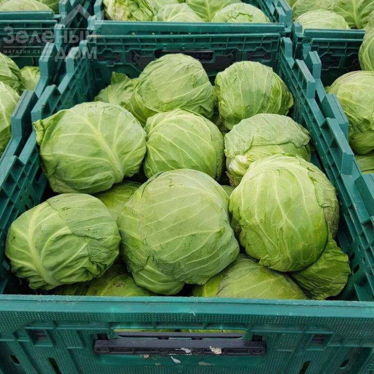 Пандіон F1 / Pandion F1,48-53 дні фото 2