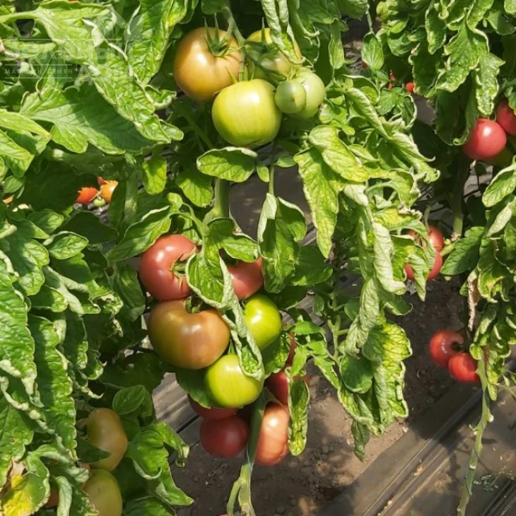 Пинк Клер F1  (HTP-11) / Pink Claire F1  (HTP-11),105-115 дней фото 2