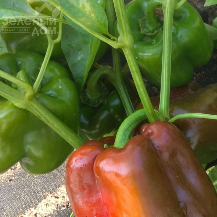 Гігант F1 / Gigant F1,65-70 днів фото 2