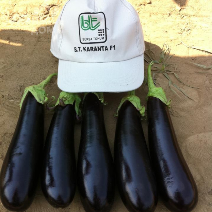 Каранта F1 / Karanta F1,60-65 днів фото 5