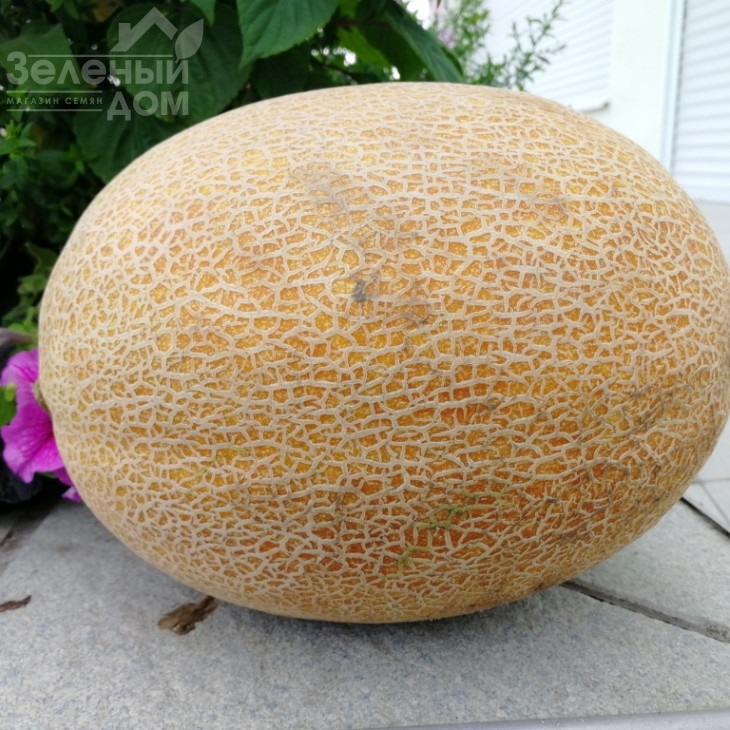 Кароліна (ТС 18-0450) F1 / Karolina (TS 18-0450) F1 фото 1