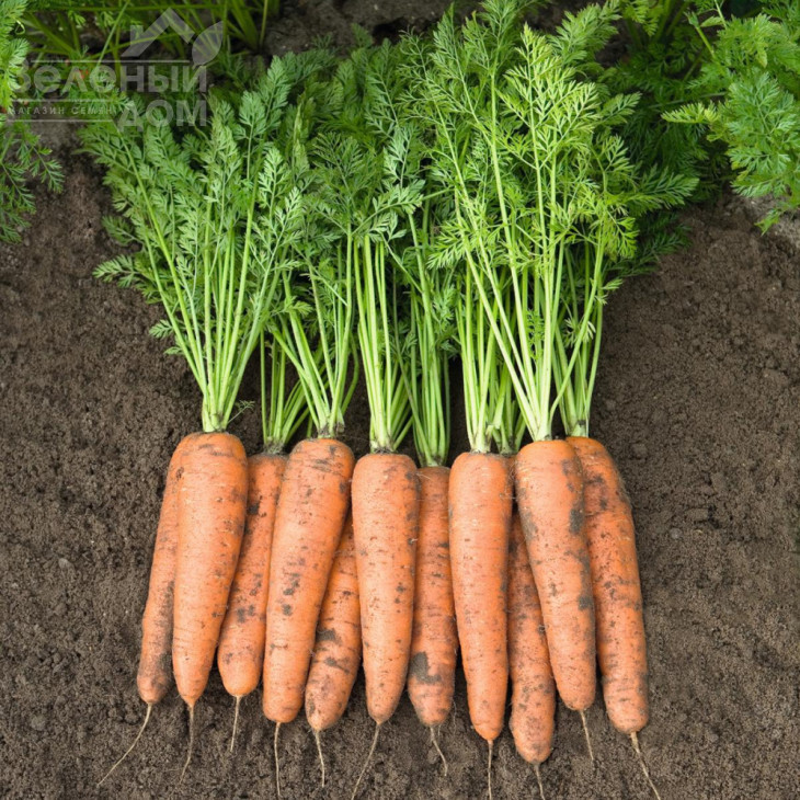 Белградо F1 / Belgrado F1,110-115 днів фото 2