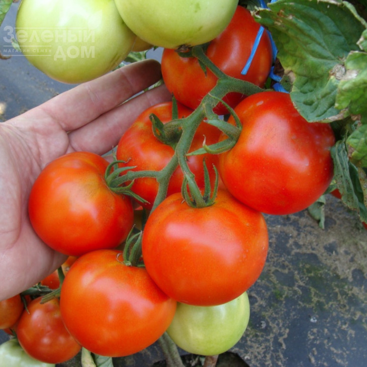 Палава F1 / Palava F1 фото 1