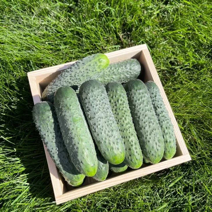 Стентор F1 / Stentor F1 фото 2