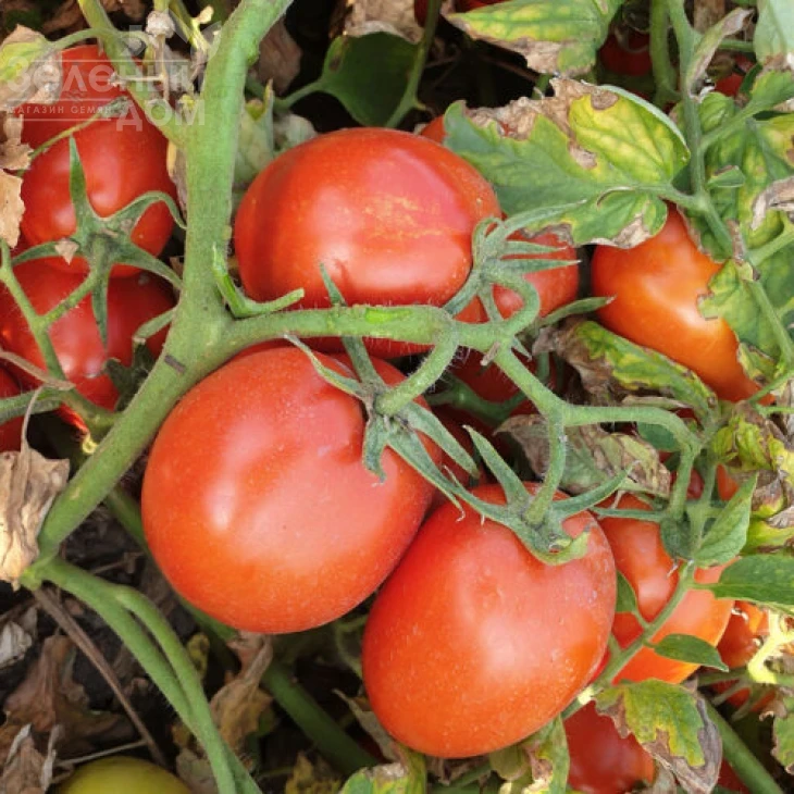 2053 F1 / 2053 F1, 115 дней фото 3