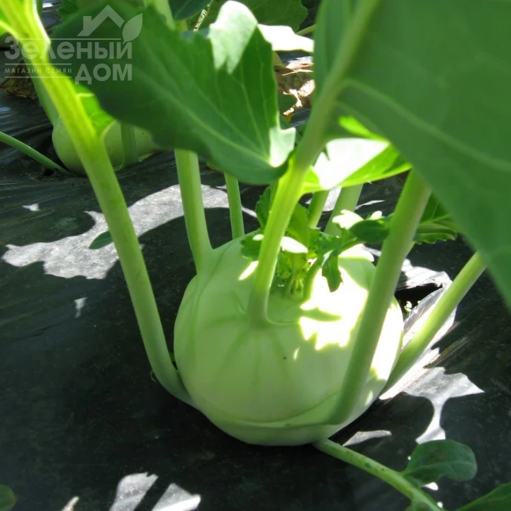 Лех F1 / Lech F1,50-55 дней фото 1