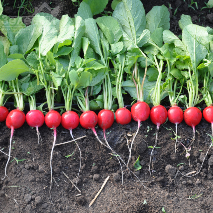 Прада F1 / Prada F1, 25-35 днів фото 2