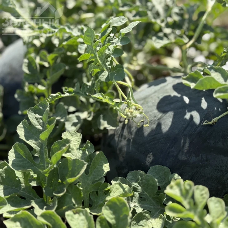 Стелс F1 / Stealth F1, 63–65 дней фото 3