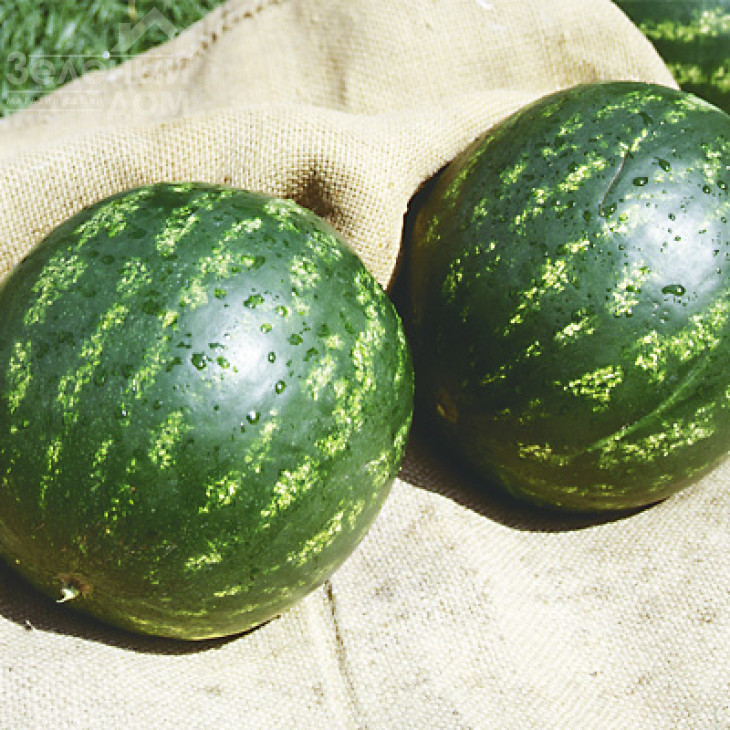 Топ Ган F1 / Top Han F1,62-64 дні фото 4