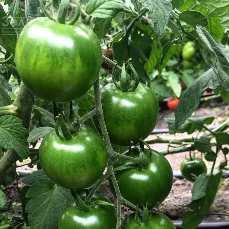 Мавр F1 / Mavr F1,110 дней фото 3