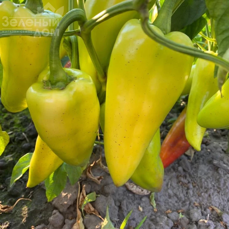 Дуэт F1 / Duet F1,62-67 дней фото 5