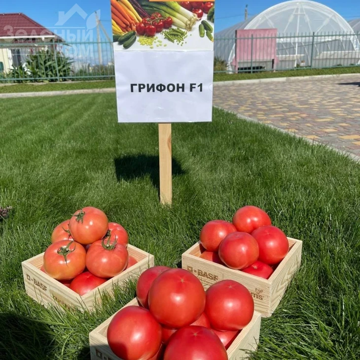Грифон F1 / Gryphon F1,50-55 дней фото 1
