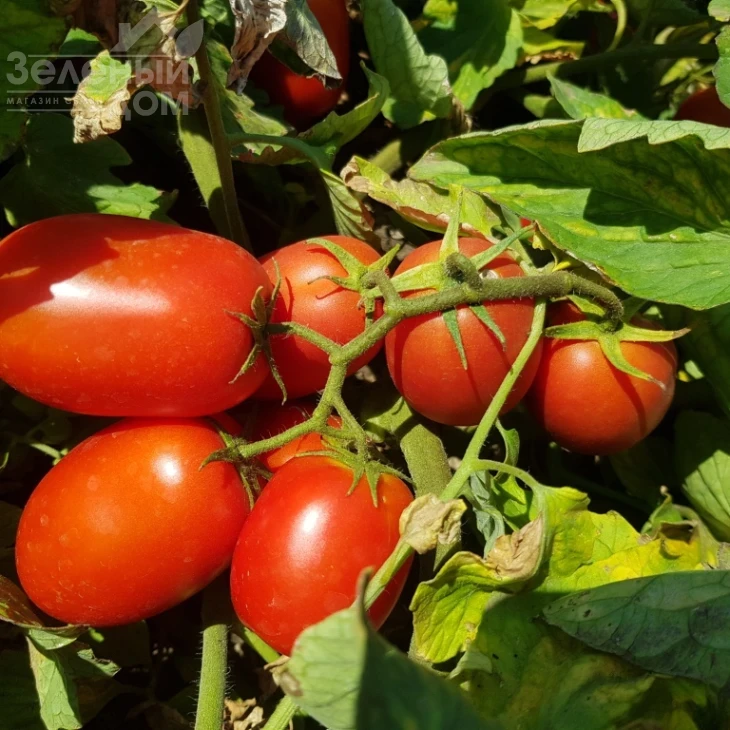 Рекордсмен F1 / Recordsman F1, 115-120 дней фото 3