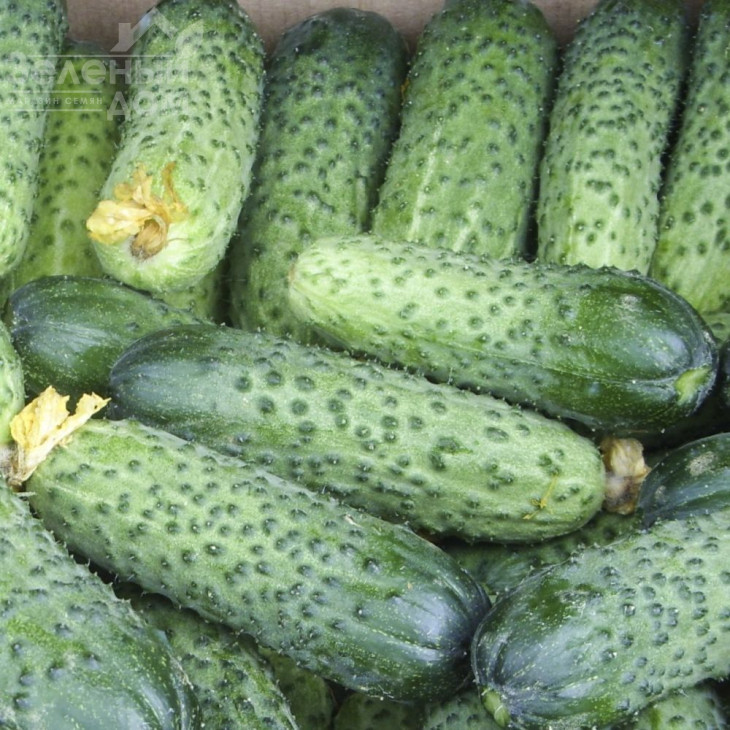 Аваланж F1 / Avalanche F1,37 днів фото 1