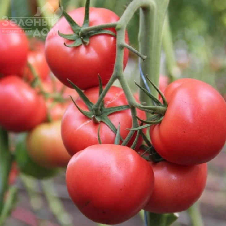 Пинки Спринтер F1 / Pinky Sprinter F1 фото 1