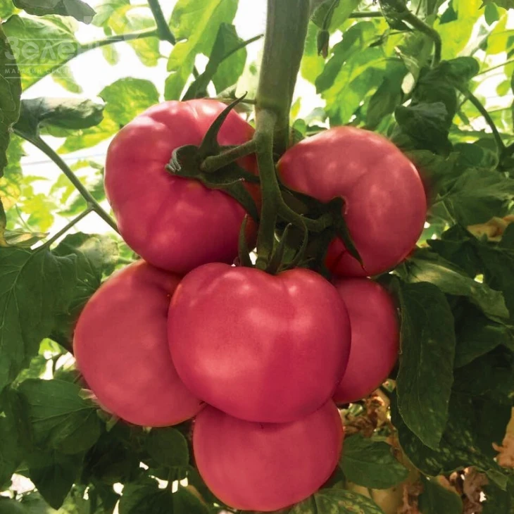 Мануса F1 / Manusa F1,105-115 дней фото 1