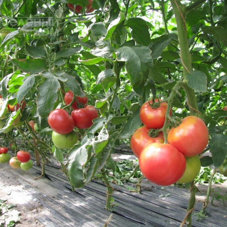 Фенда F1 / Fenda F1,60-65 днів фото 3