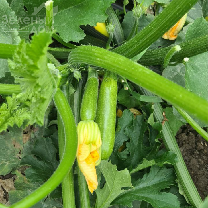 Мерлін (INX 10554) F1 / Merlin (INX 10554) F1 фото 2