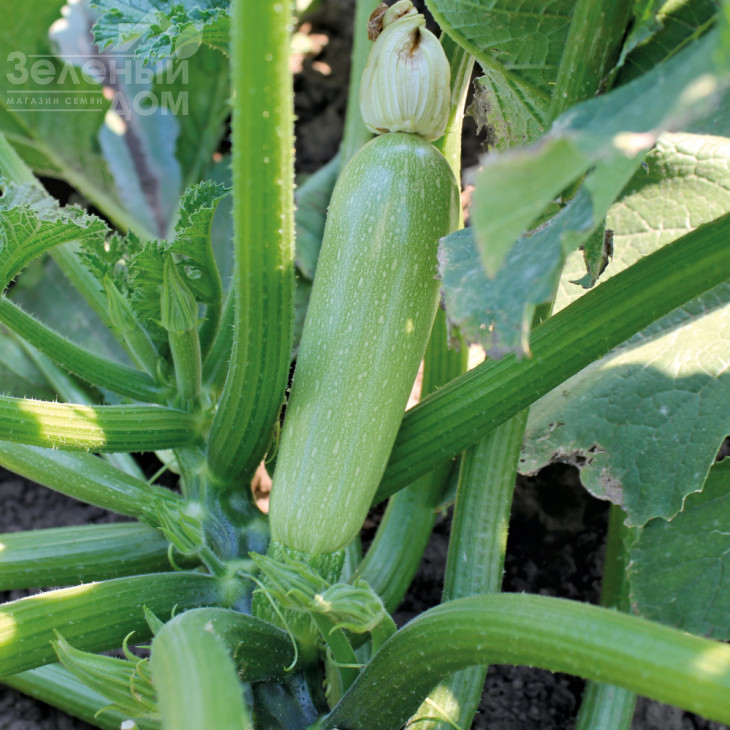 Дафна F1 / Dafna F1,40-45 днів фото 1