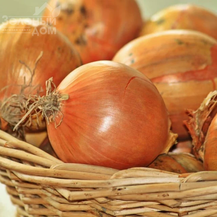 Вольф F1 / Wolf F1,260-280 дней фото 2