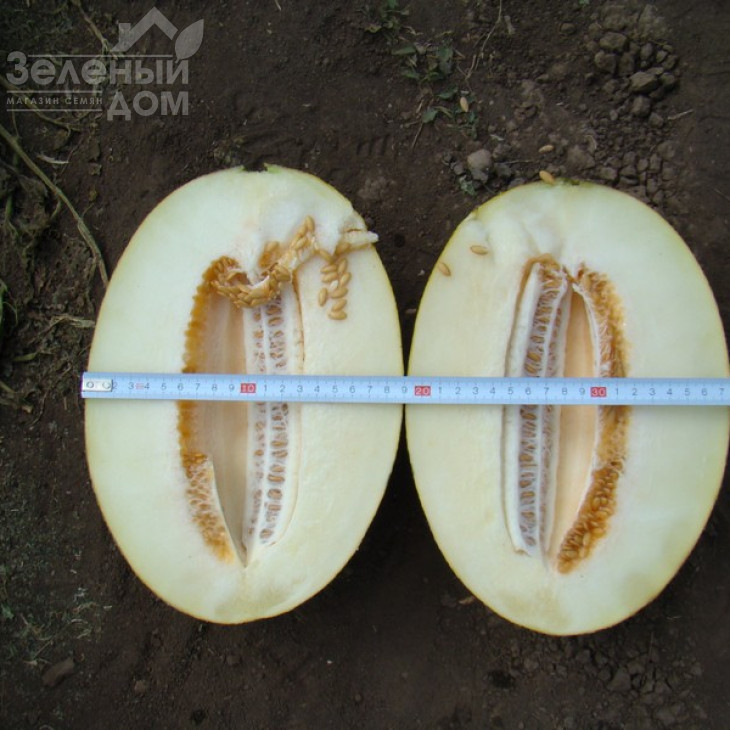 Амал F1 / Amal F1,65-70 днів фото 2