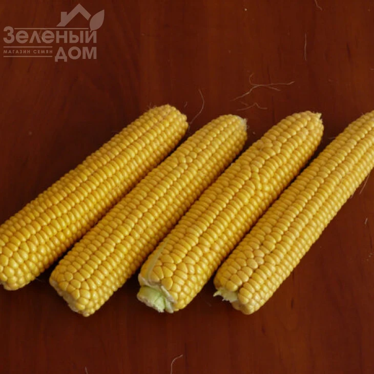 Раннее Наслаждение F1 / Rannee Naslazhdenie F1,68 дней фото 4