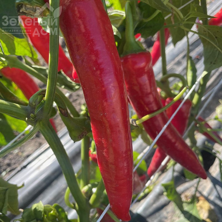 Тойо F1 / Toyo F1, 55 днів фото 1