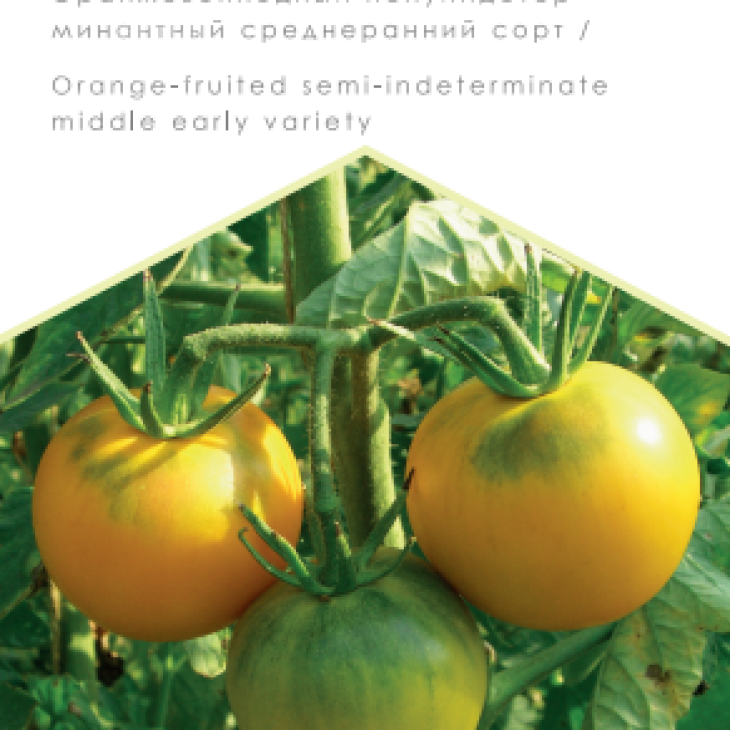 Апельсин / Apel'sin, 105-110 днів фото 1